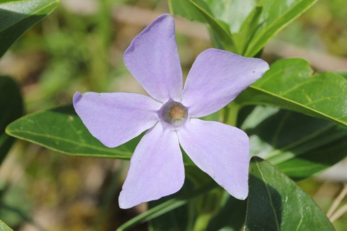 Vinca difformis image