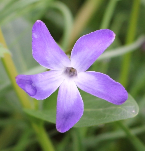 Vinca herbacea image