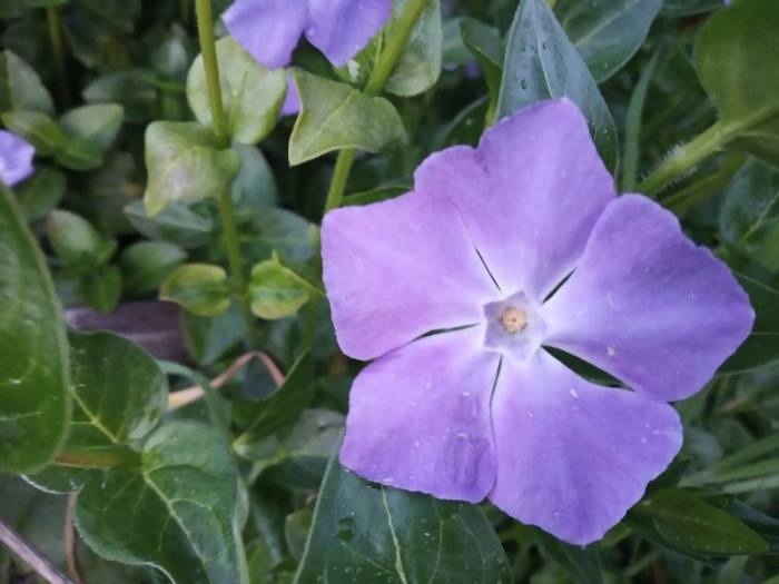 Vinca major image