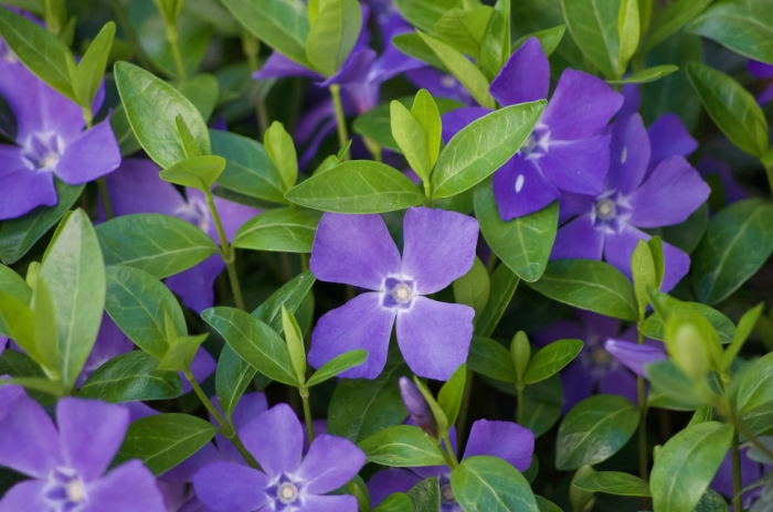 Vinca minor image
