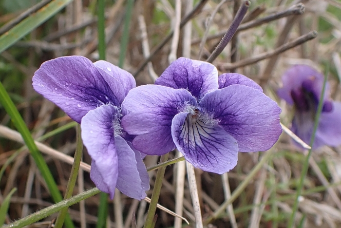 Viola adunca image