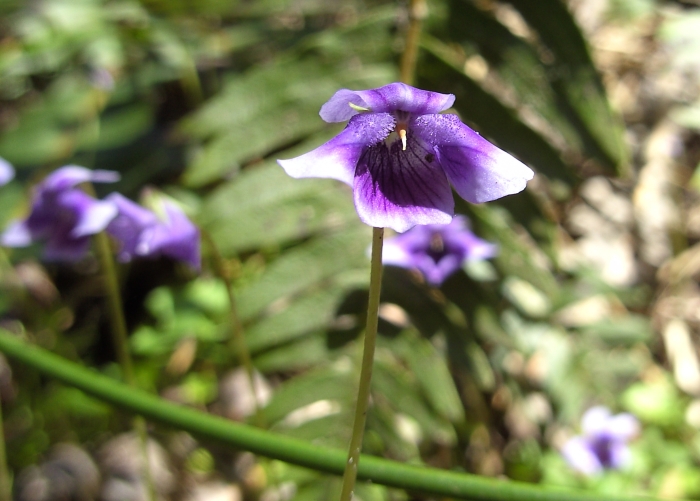 Viola banksii image