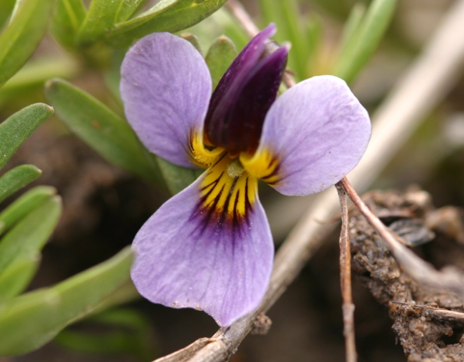 Viola beckwithii image