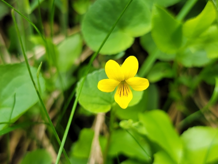 Viola biflora image