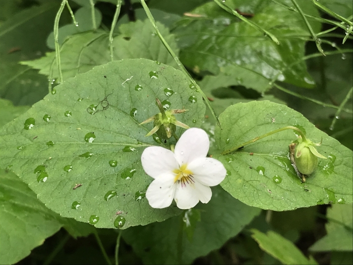 Viola canadensis image