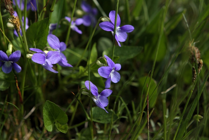 Viola canina image