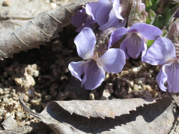 Viola collina image