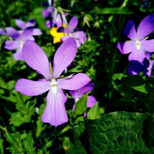 Viola cornuta image