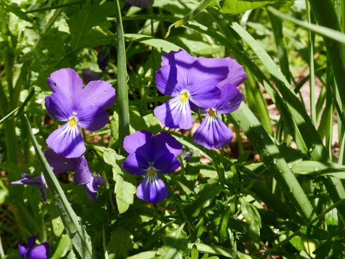 Viola corsica image