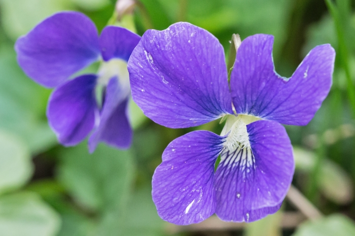 Viola cucullata image
