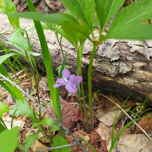 Viola dactyloides image