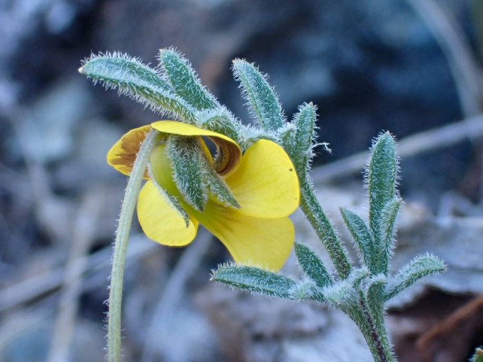 Viola douglasii image