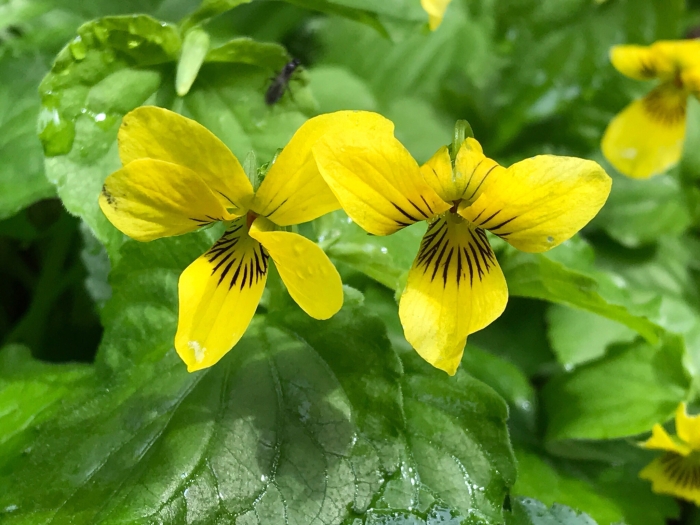 Viola glabella image