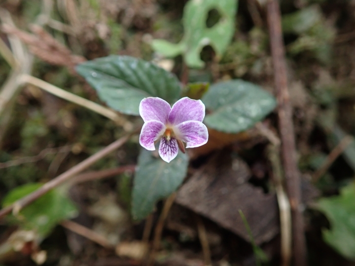 Viola hamiltoniana image