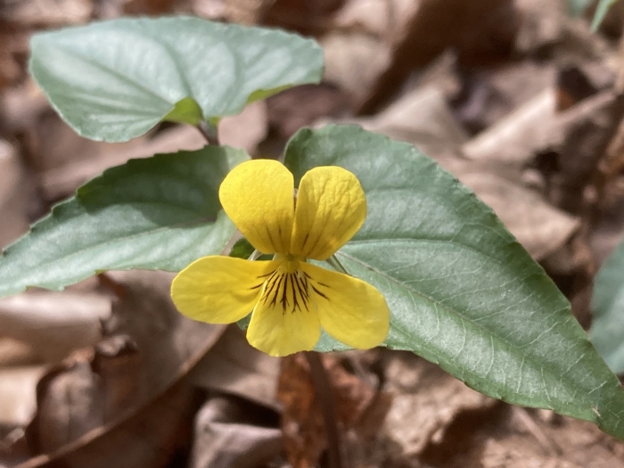 Viola hastata image