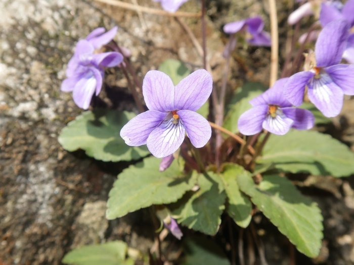 Viola japonica image