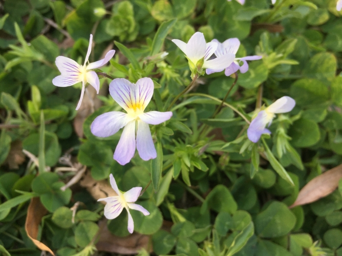 Viola kitaibeliana image