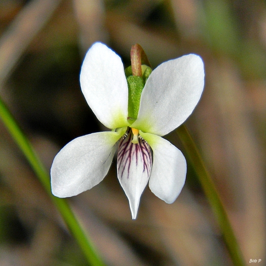 Viola lanceolata image