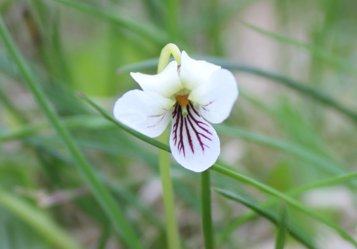 Viola macloskeyi image
