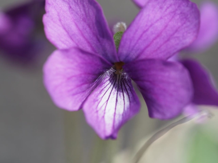 Viola mandshurica image