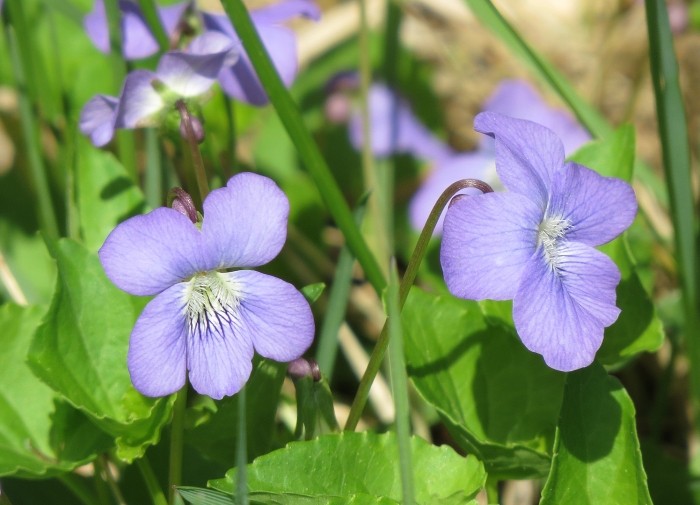 Viola nephrophylla image