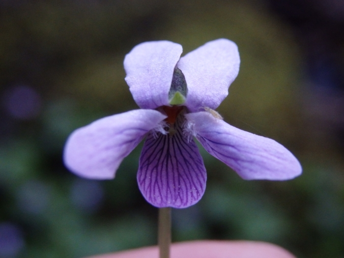 Viola palustris image