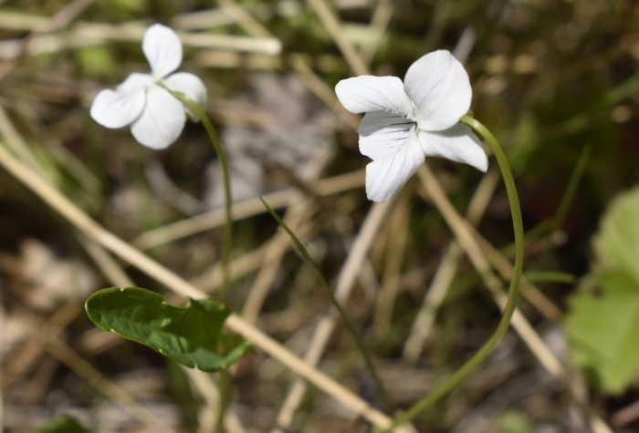Viola patrinii image