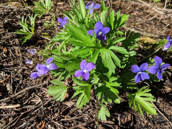 Viola pedatifida image