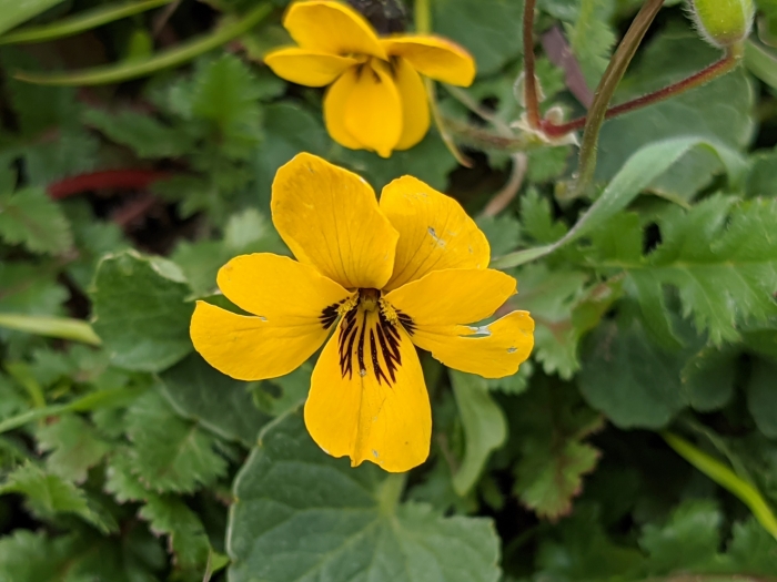 Viola pedunculata image