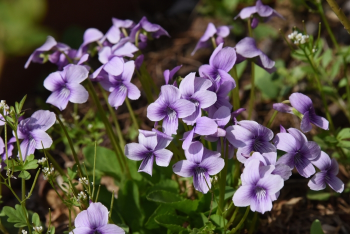Viola philippica image
