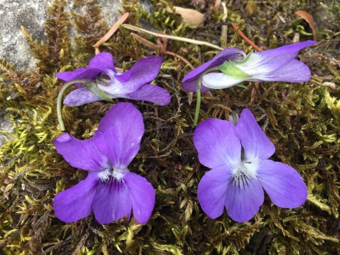 Viola reichenbachiana image