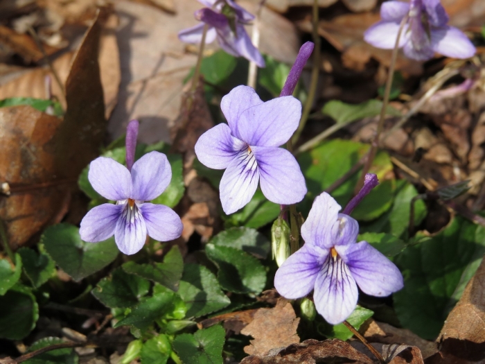 Viola rostrata image