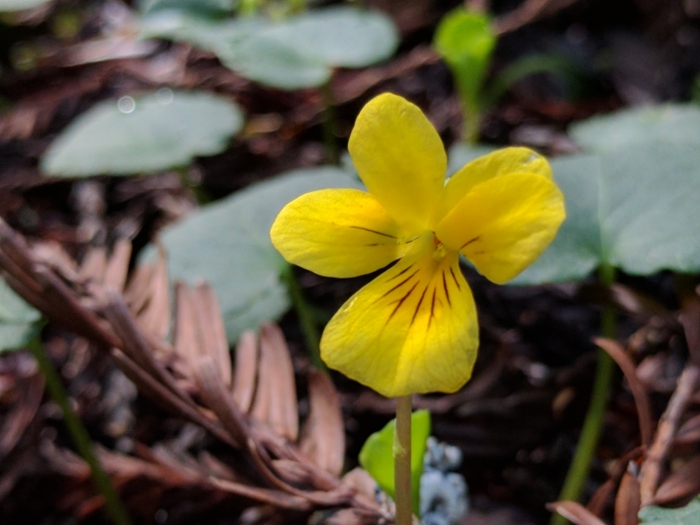 Viola sempervirens image