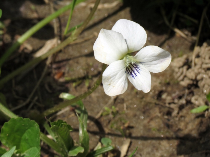 Viola striata image
