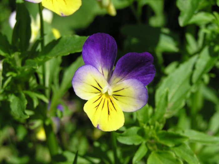 Viola tricolor image