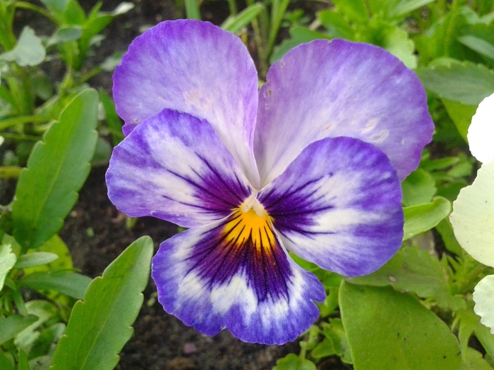 Viola ×wittrockiana image