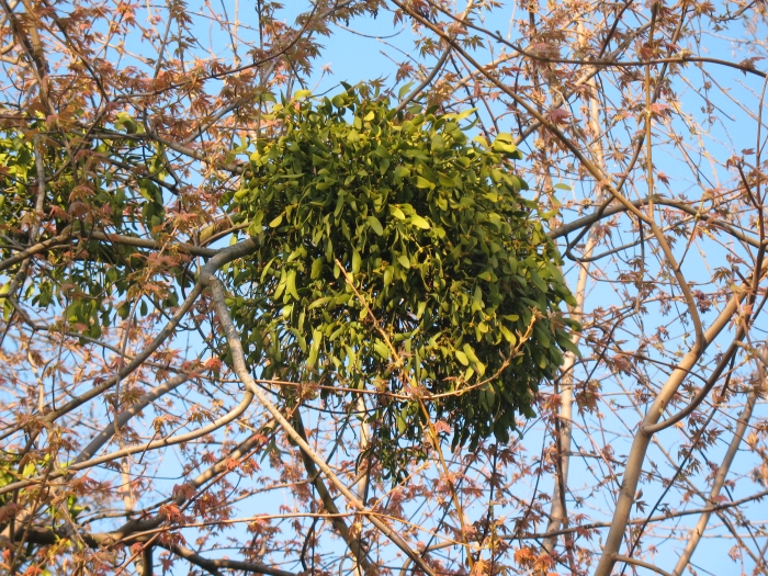 Viscum album image