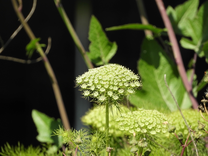 Visnaga daucoides image