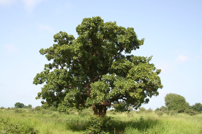 Vitellaria paradoxa image