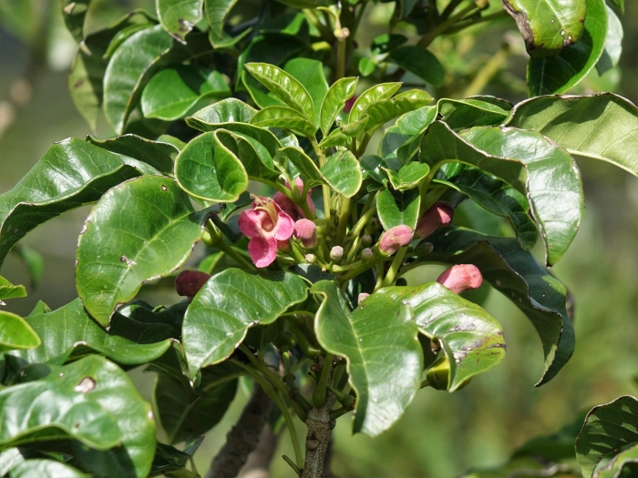Vitex lucens image