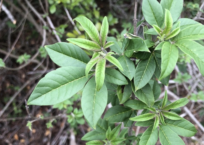 Vitex negundo image