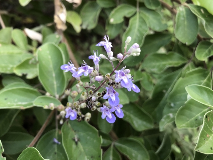 Vitex rotundifolia image