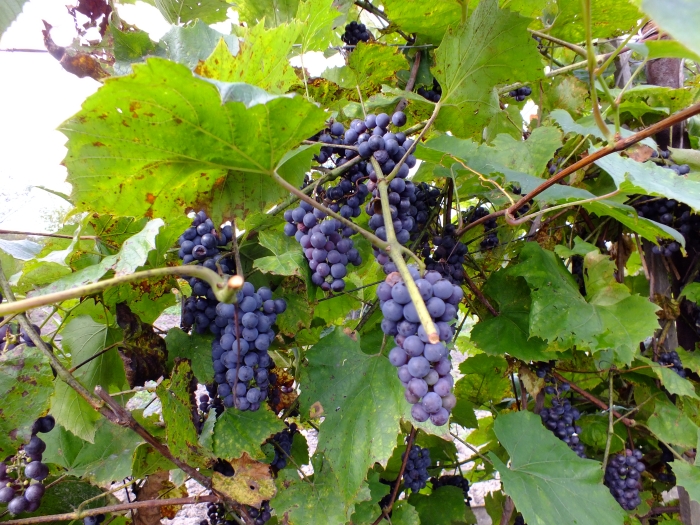 Vitis amurensis image
