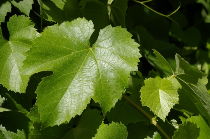 Vitis californica image