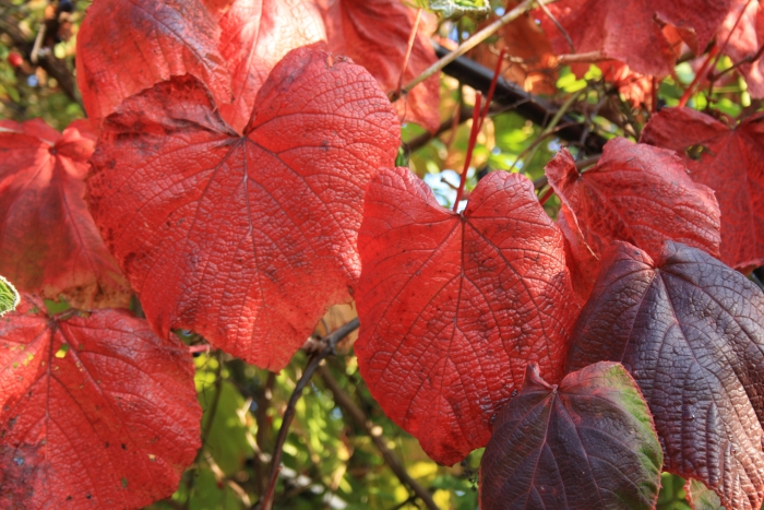 Vitis coignetiae image