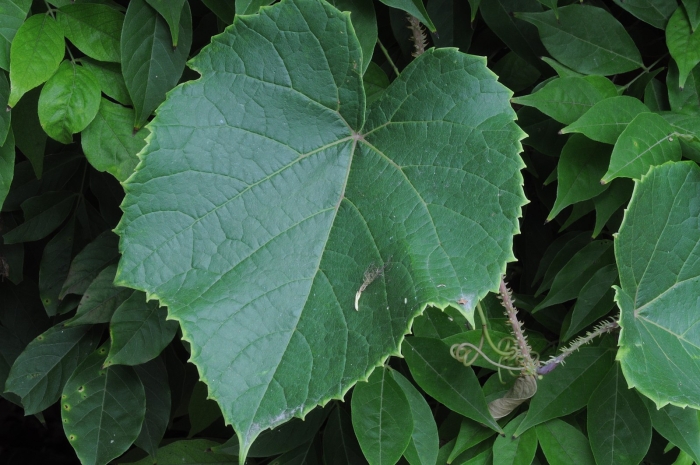Vitis davidii image