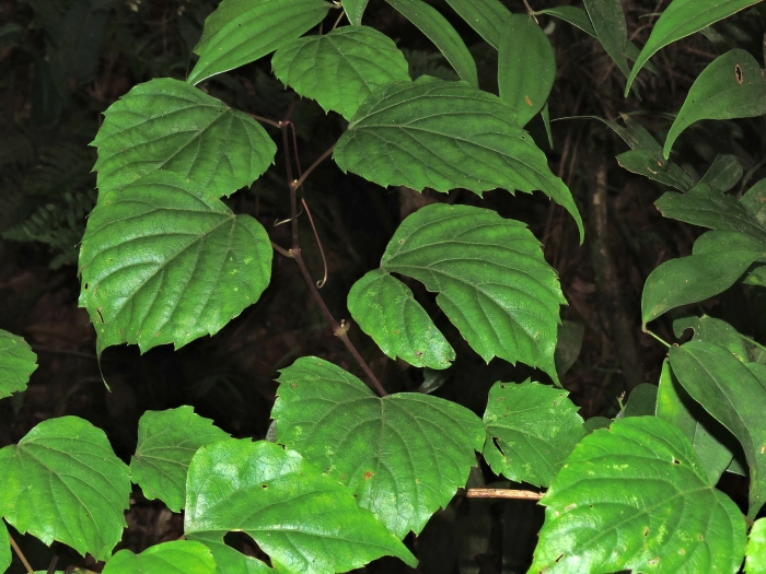Vitis flexuosa image