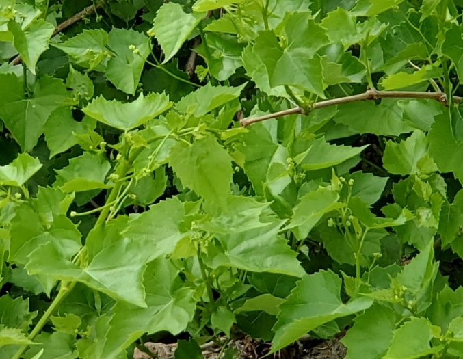 Vitis monticola image