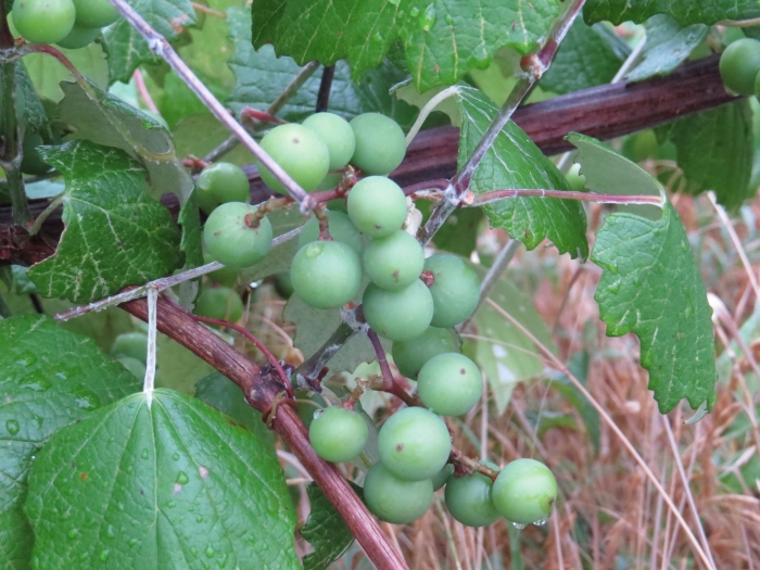 Vitis mustangensis image