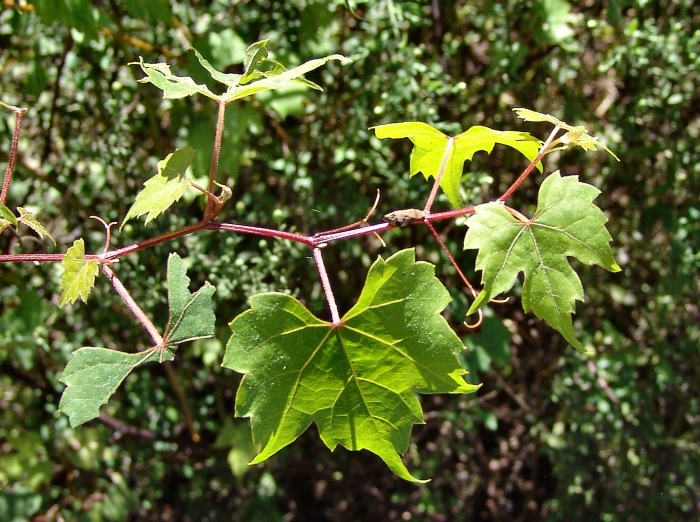 Vitis palmata image